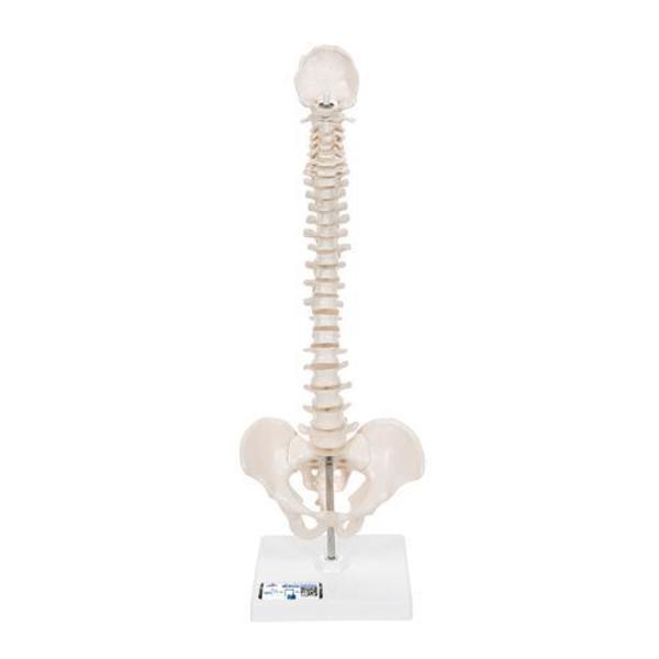 3B Scientific Mini Vertebral Column, elastic, Stand - w/ 3B Smart Anatomy 1000043